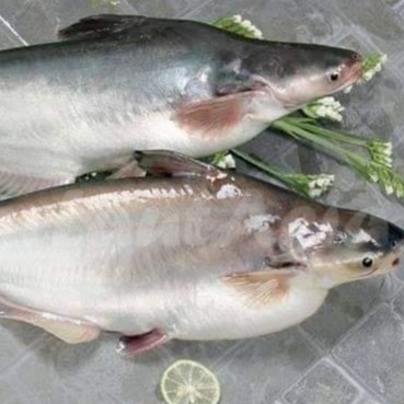 Ikan Patin 1Kg Ikan Patin Segar