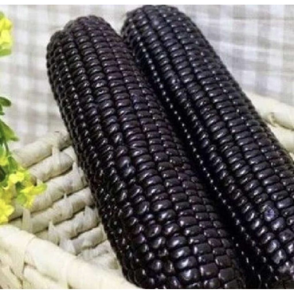 Murah   100 Benih Jagung Ketan Hitam Pulut F1