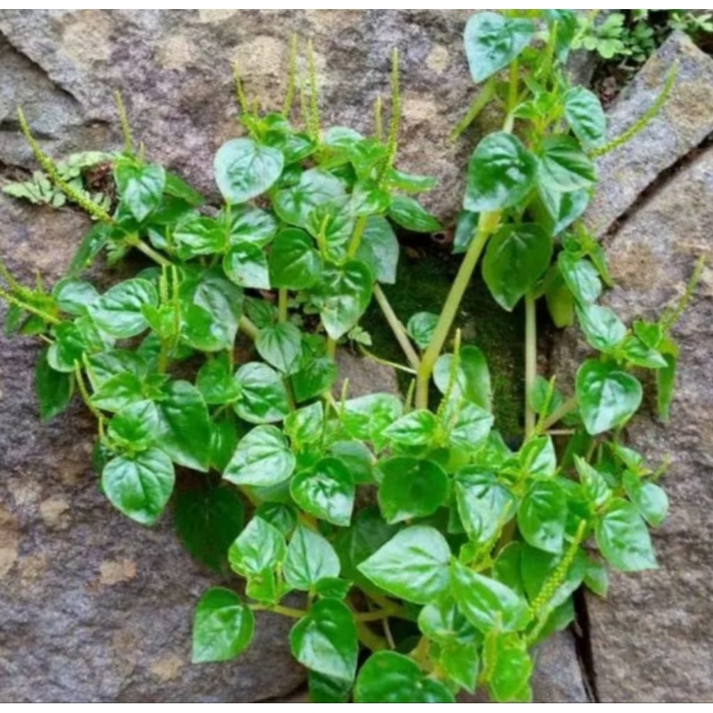 

Daun Sirih Cina Segar / Obat Herbal Alami