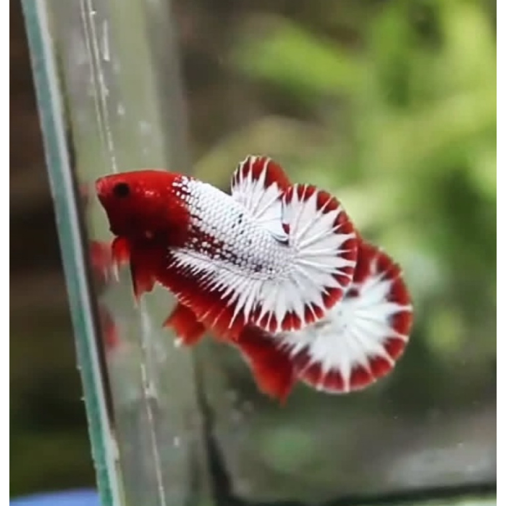 TERBARU cupang FCCP kepala merah, sortiran terbaik, jantan berkualitas, gratis ongkir seluruh dunia