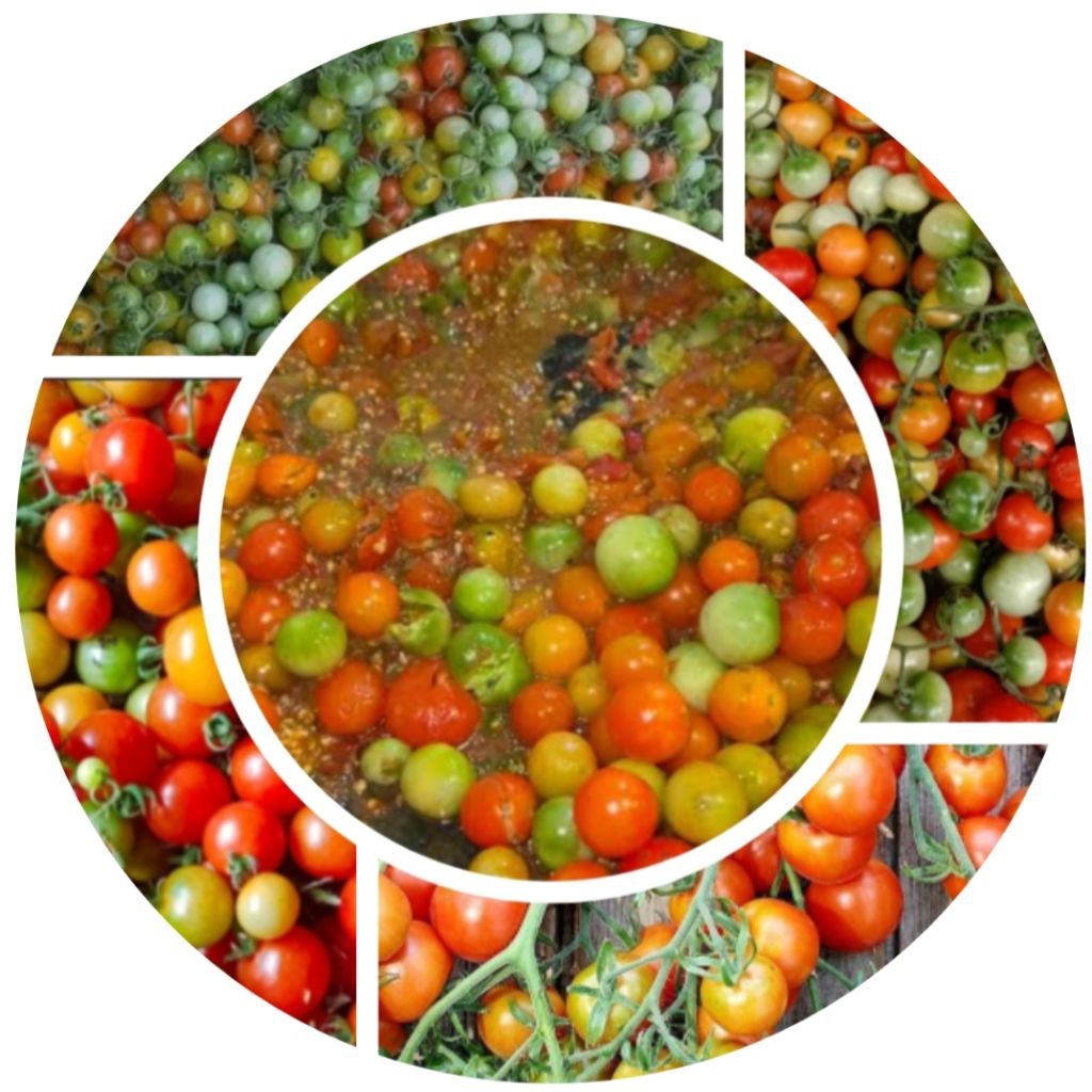 Tomat ceri/Bendire/rampai/cungdire segar dan press