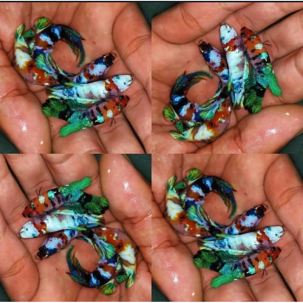 cupang female multy galaxy isi 5 ekor sudah full warna semua, full telur, siap di kawin kan