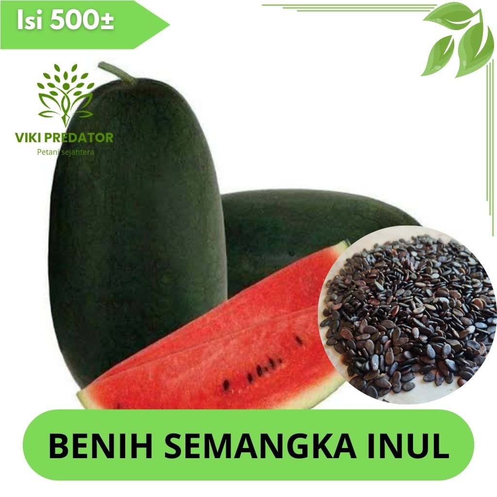 BENIH SEMANGKA INUL MERAH ISI 500 BIJI (BONUS PUPUK DOLOMIT PENYUBUR TANAH)