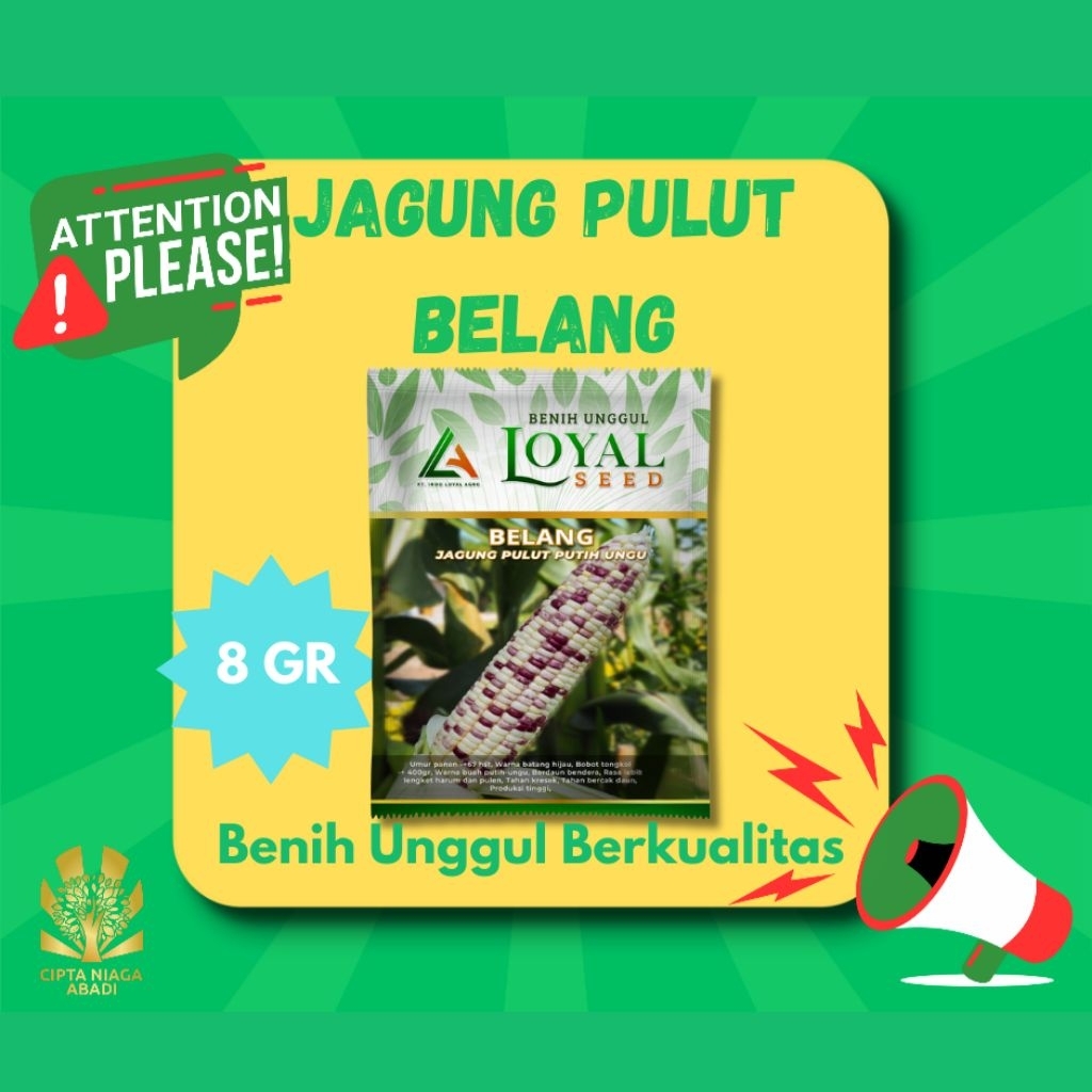 Benih Jagung Pulut Putih Ungu BELANG, 8Gr