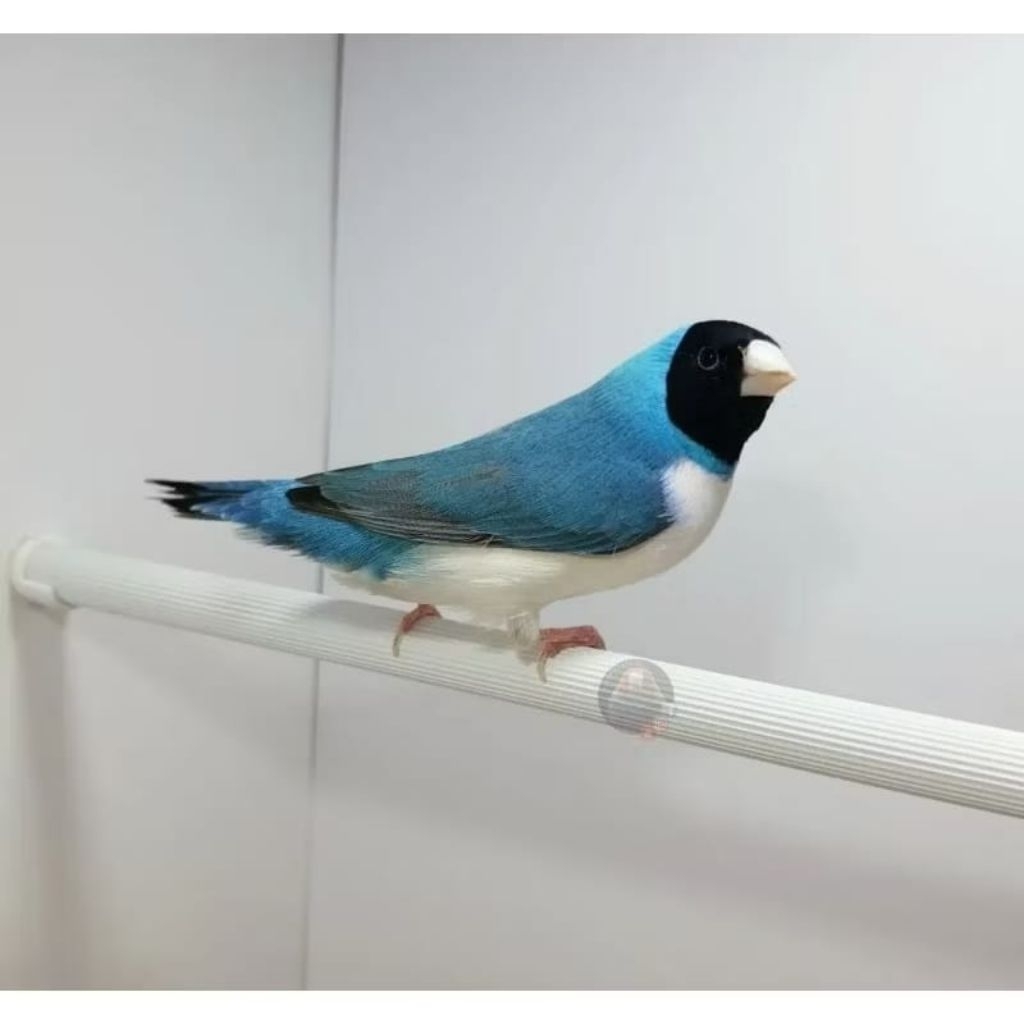 Gold Amadine Punggung Biru Bagus pilihan