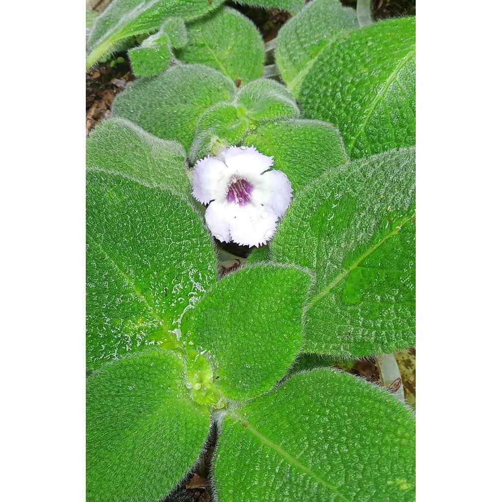 episcia import blue heaven bunga ungu soft