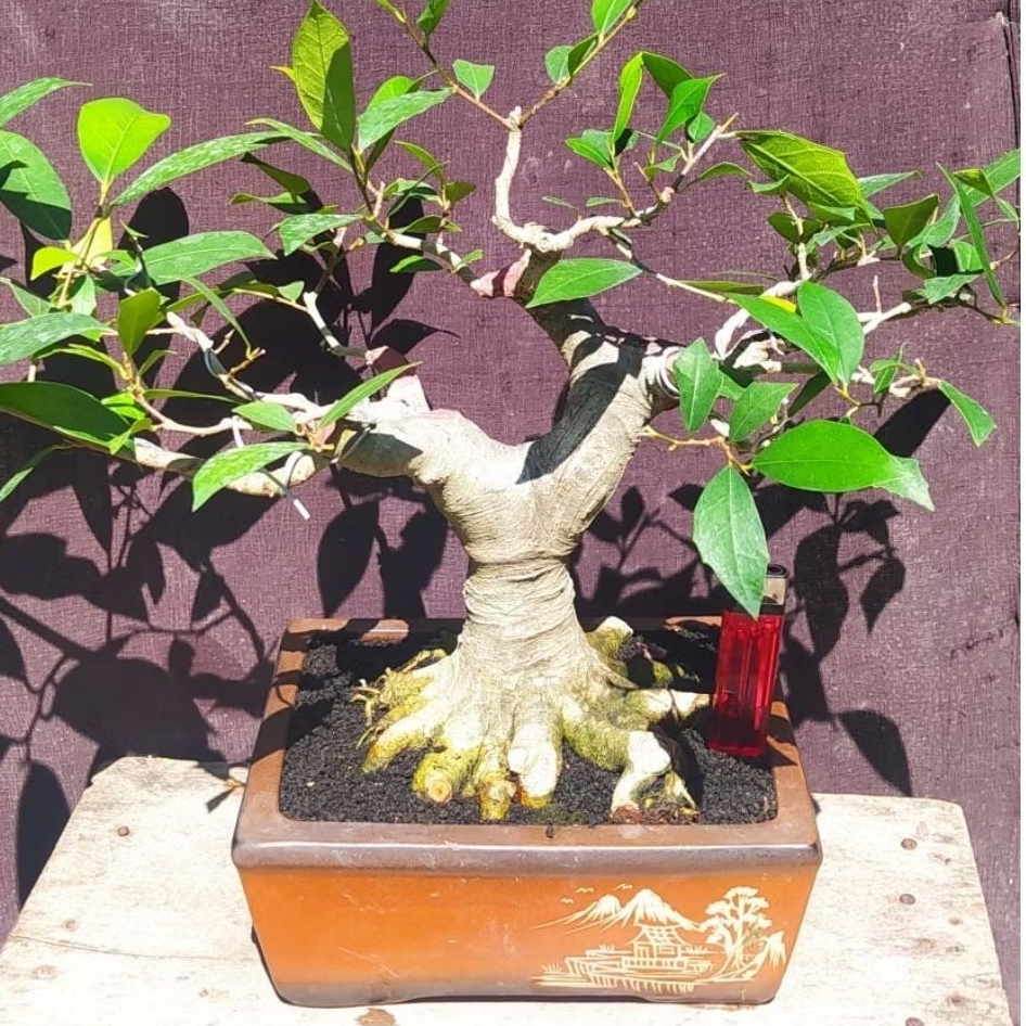 bonsai ficus amplas / ampelas putih program akar muter cakep realpic + pot keramik