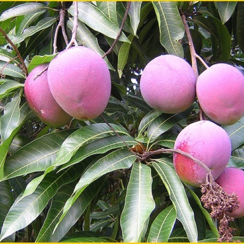 Bibit Buah Mangga Irwin |Buah Mangga| Bibit Buah