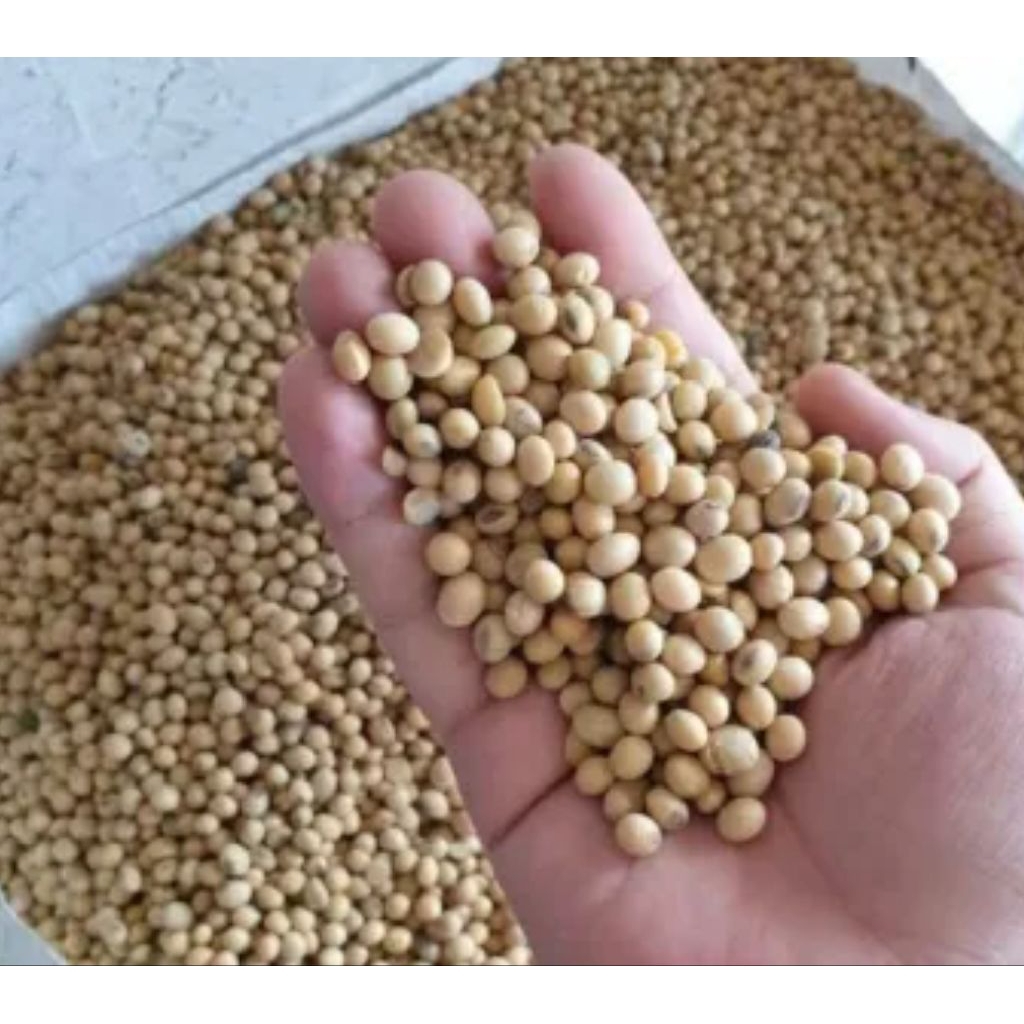 kacang kedelai mentah/kacang kedelai premium 5kg/