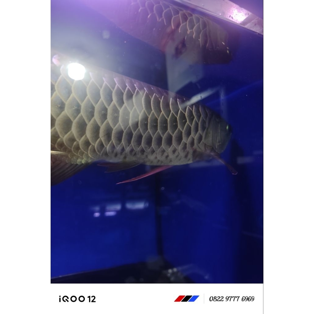 Kodok Laevis /Kodok Levis /katak Hidup /katak Air /kodok air pakan ikan reptile