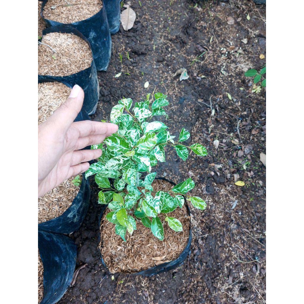 Tanamab Pohon Beringin Putih Variegata atau Ficus benjamina Variegata.