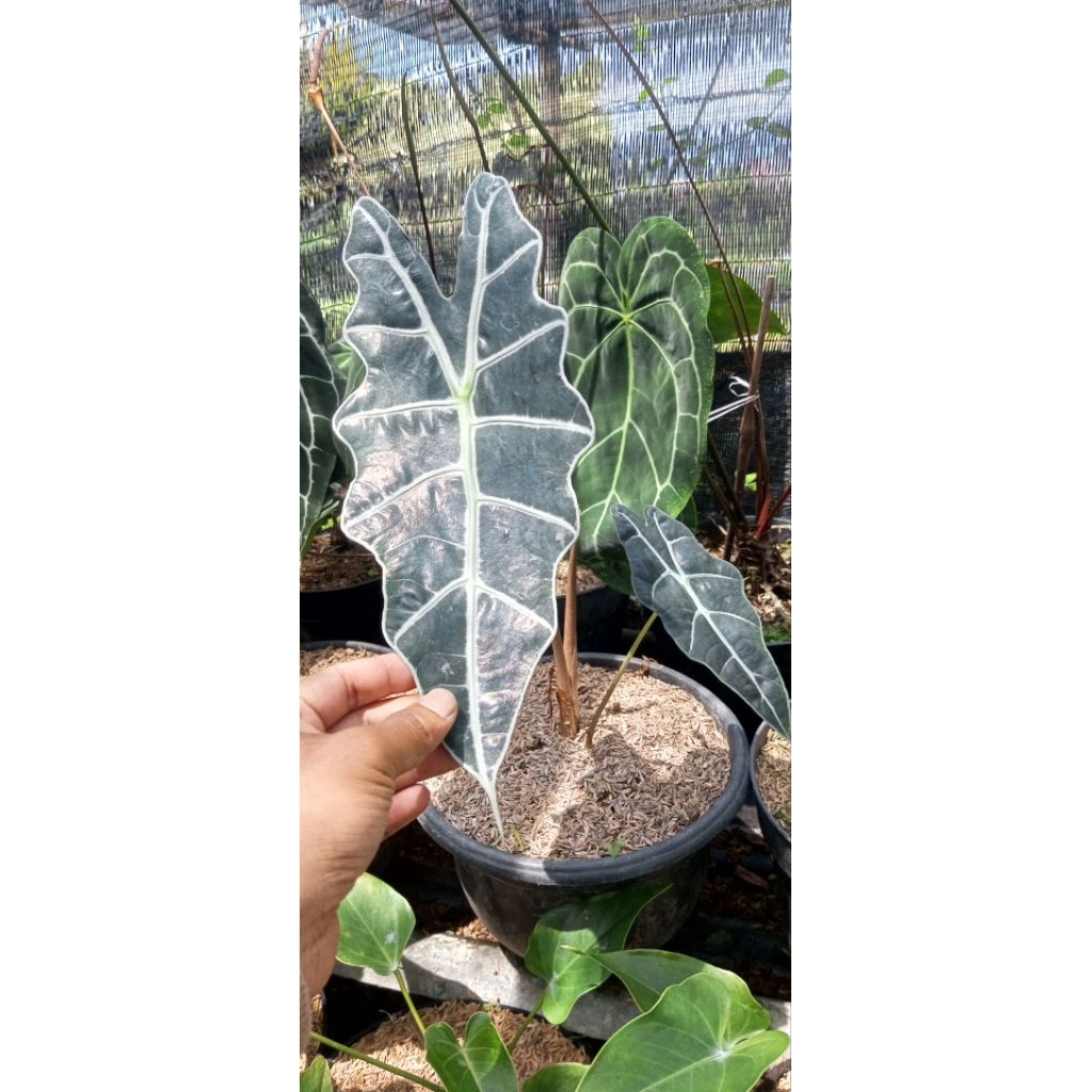 Tanaman Alocasia amazonica