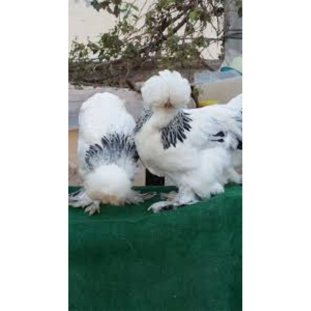 TELUR FERTIL AYAM BRAHMA UNTUK DITETASKAN