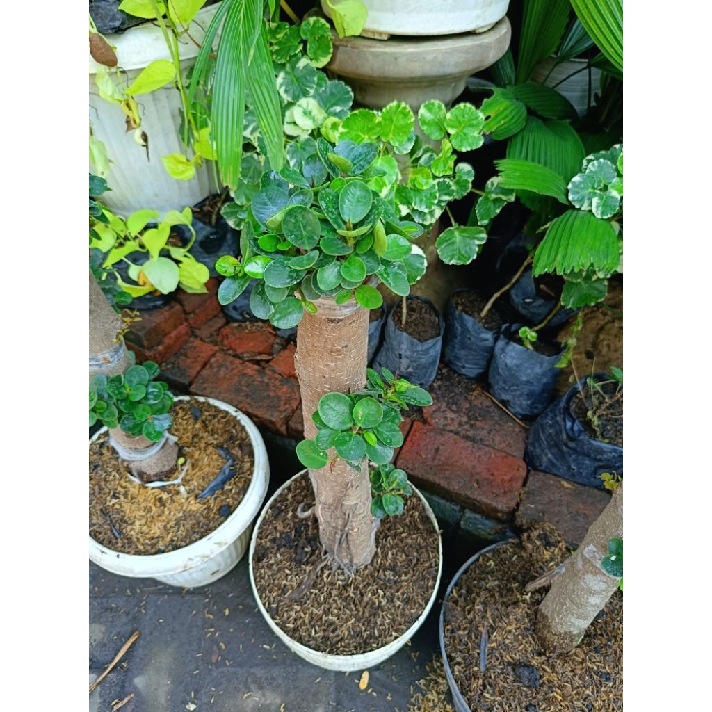 BONSAI DOLLAR MANGKOK