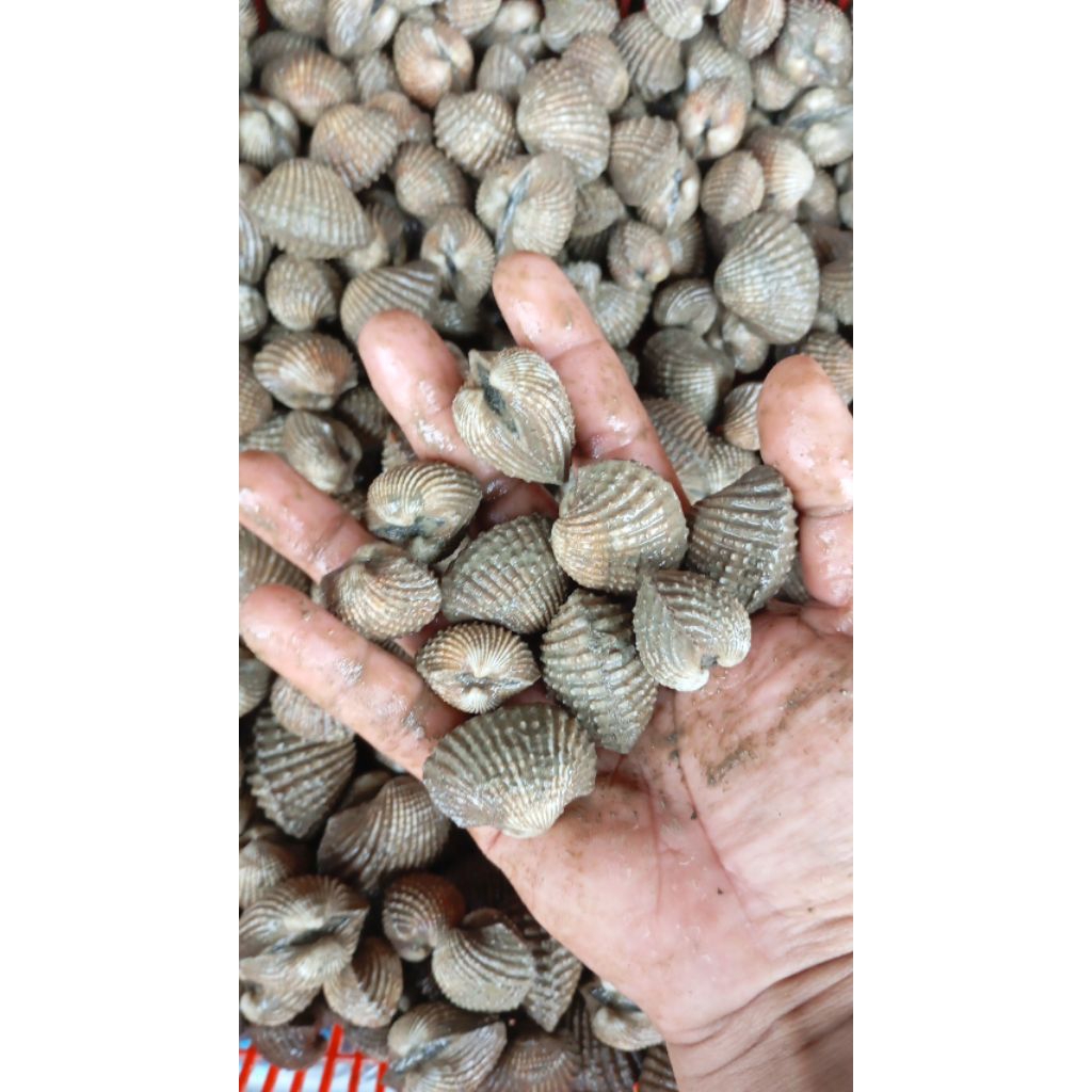 kerang dara hidup