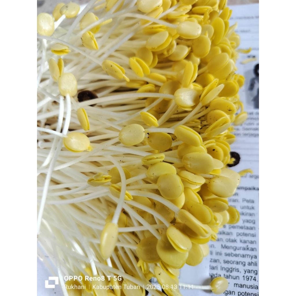 SAYUR ALE / CAMBAH ALE / TAOGE ALE / SAMBEL ALE 250gram kupas