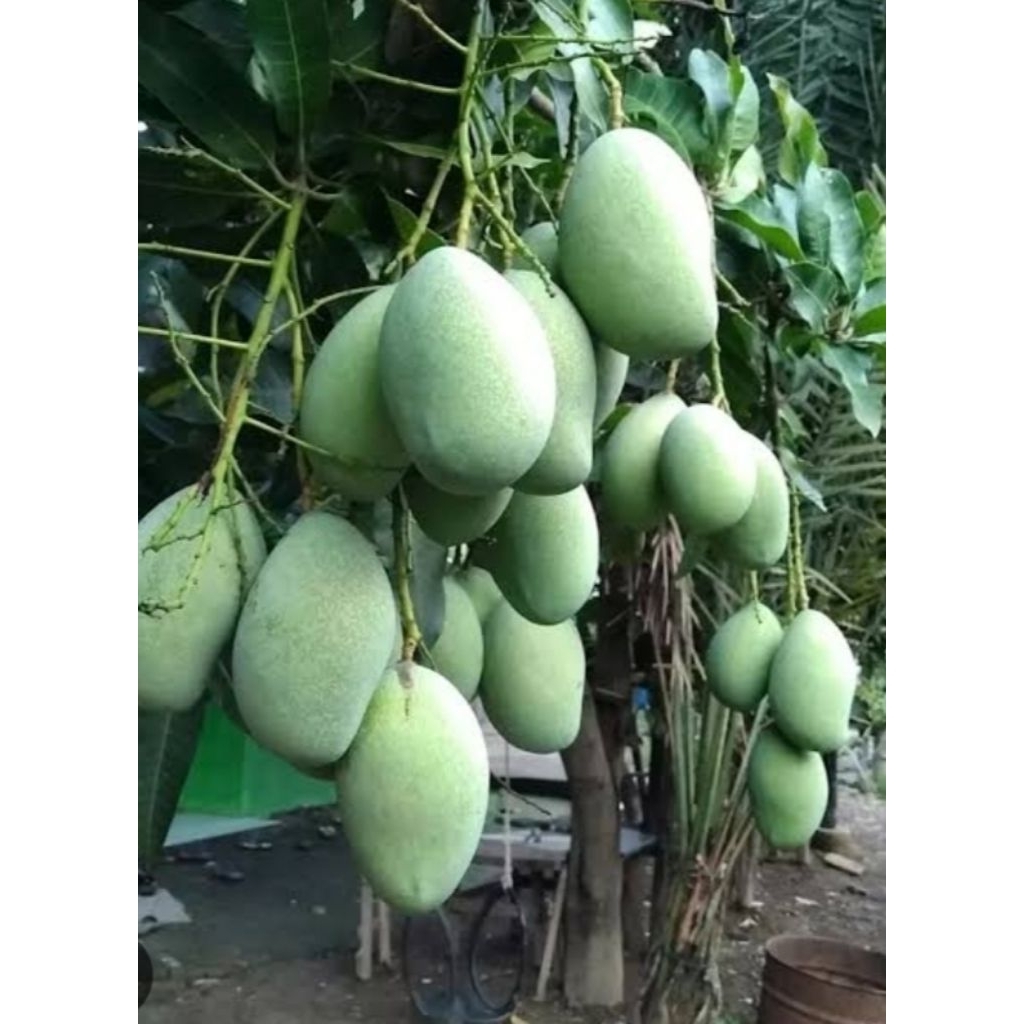 mangga muda manalagi