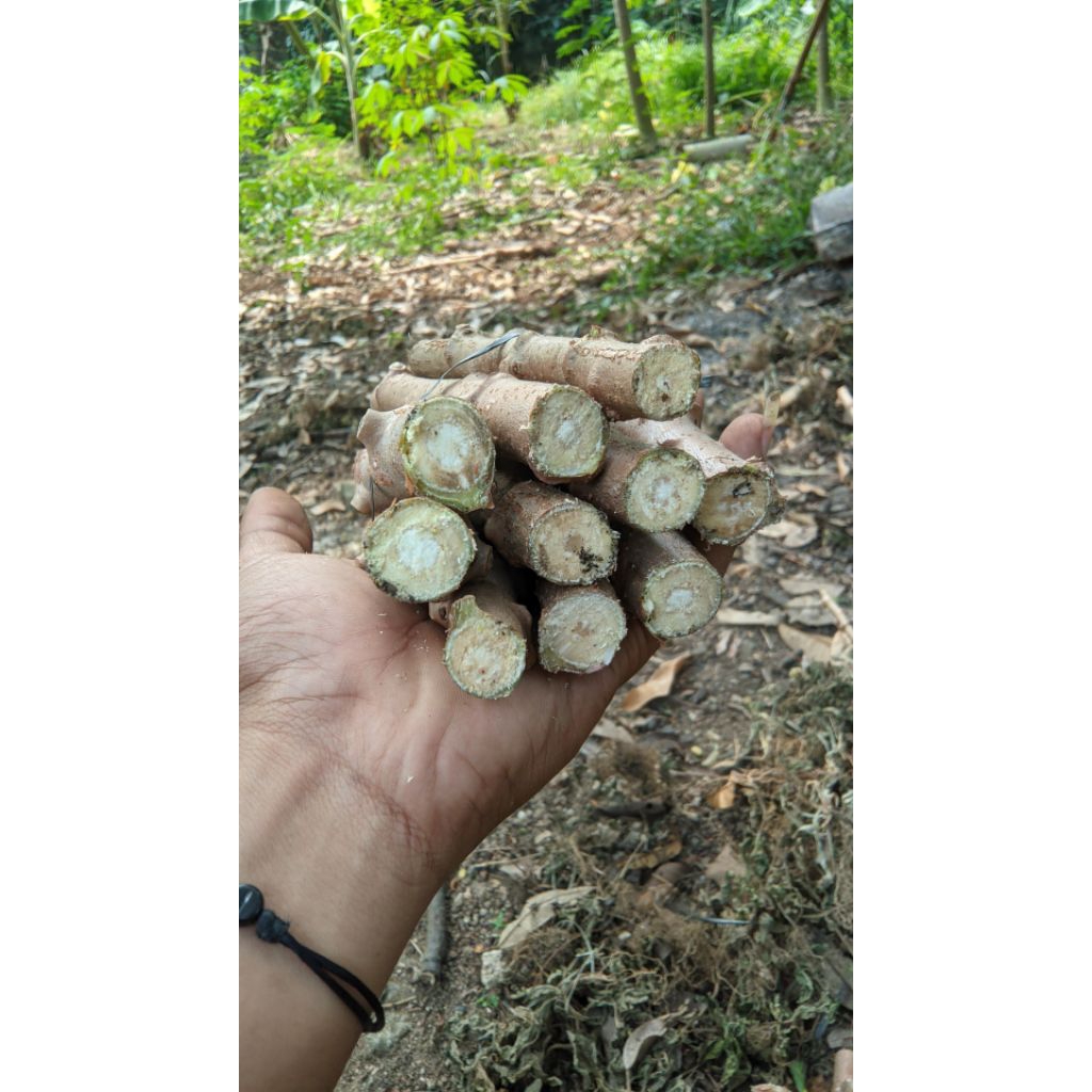 Bibit singkong mentega | bibit singkong mentega isi 10 | bibit singkong | singkong mentega