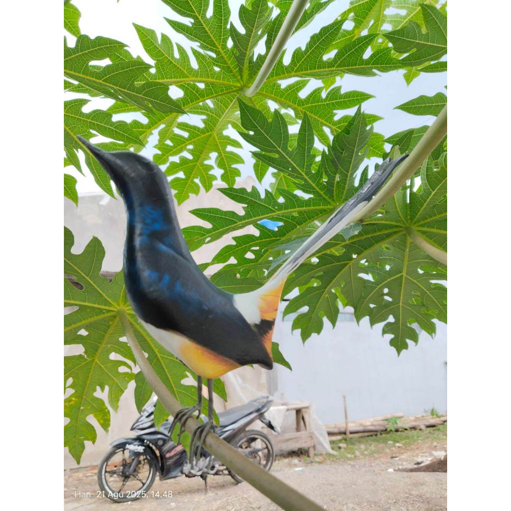 Jontrot Pemikat Burung Murai Lampung Sangat Mirip Dengan Aslinya