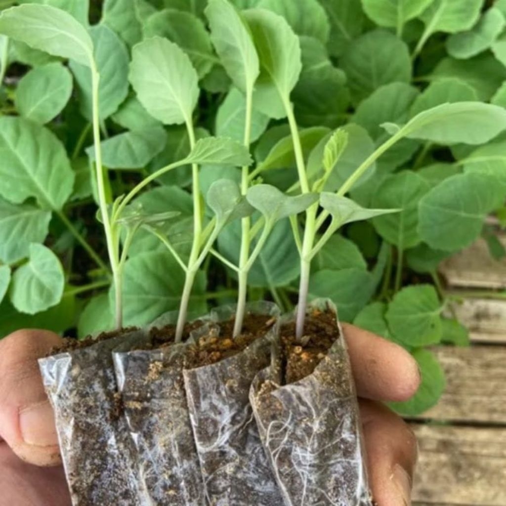 Paket 50 Pohon Bibit Kubis/Kol Siap Tanam - Bibit Tanaman Hidup