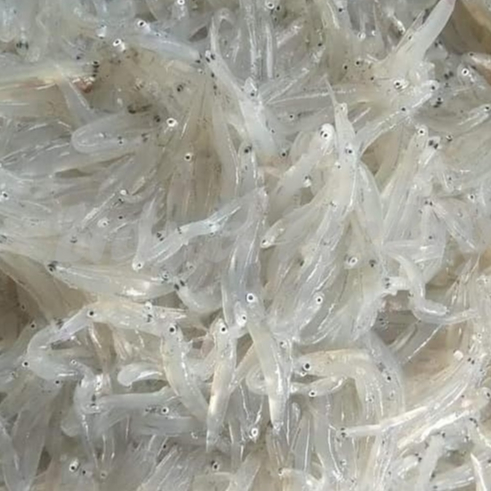 Ikan Teri Nasi 1Kg Ikan Teri Nasi Basah Segar Tawar MPASI Teri Medan