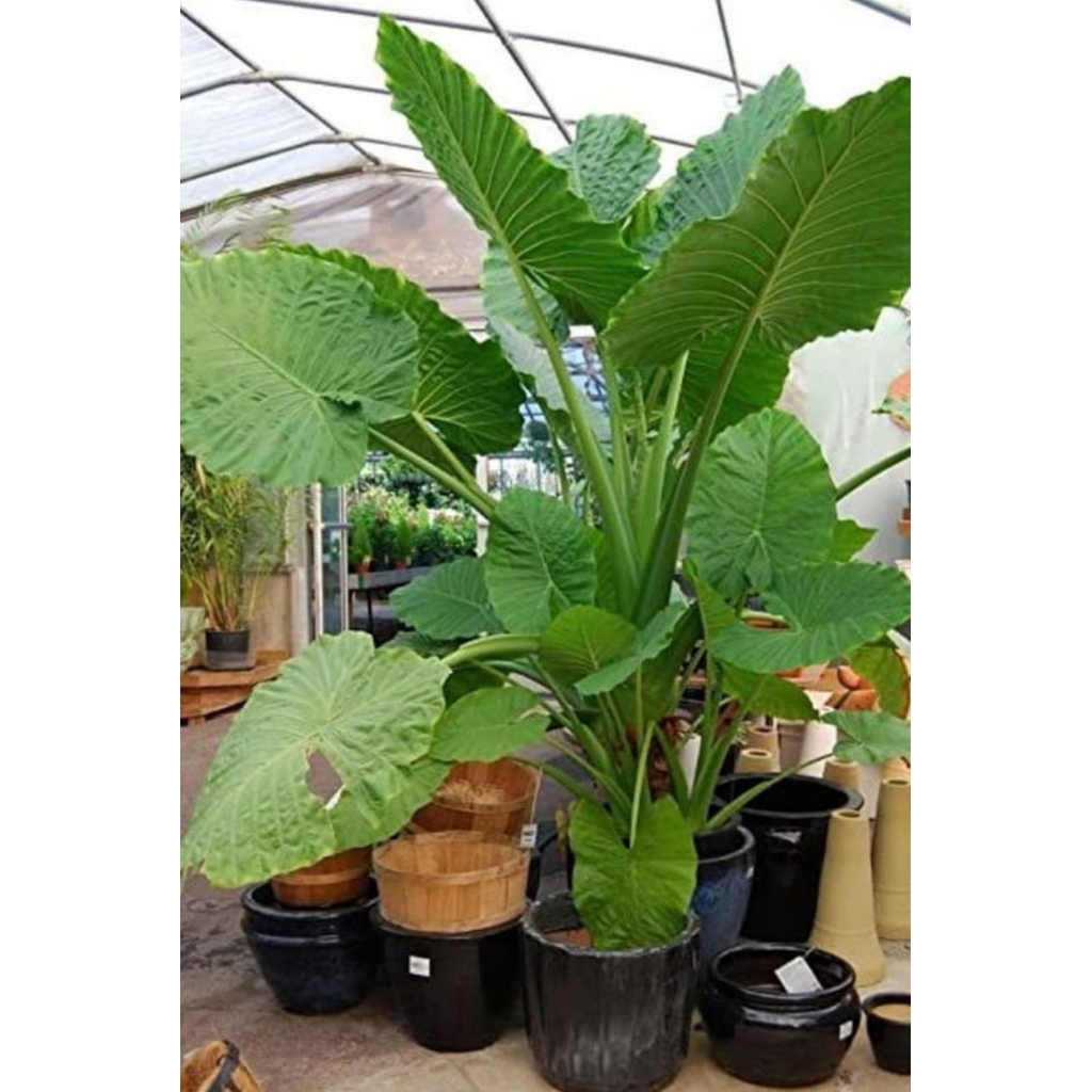 Tanaman Hias Sente Hijau / Tanaman Hias Sente Hijau /Sente Hijau Berkualitas