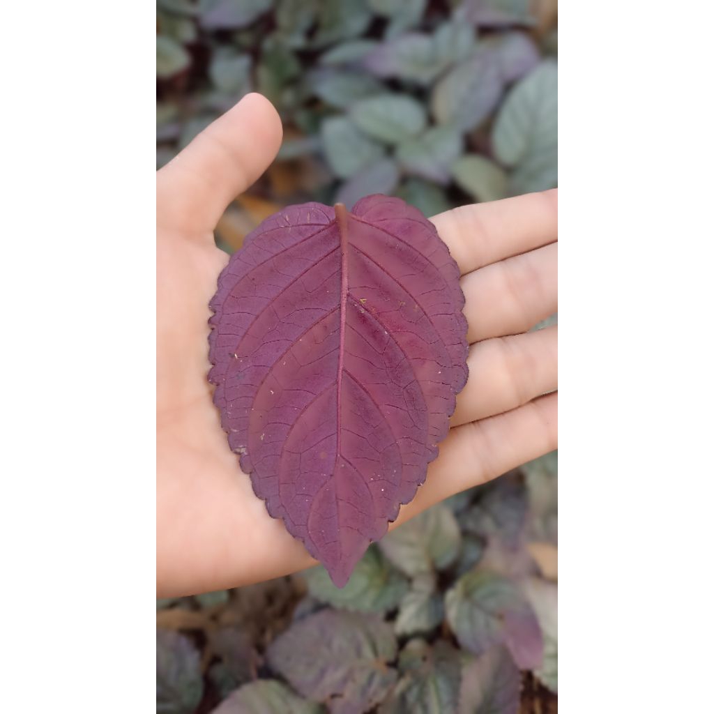 Daun Ungu | Daun Handeuleum