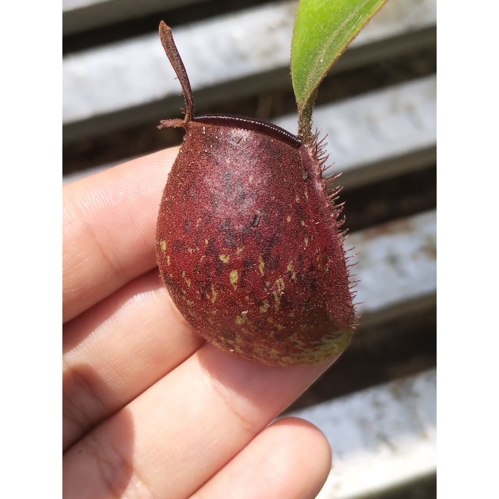 Nepenthes Ampullaria Tricolour Kantong Semar Tanaman Carnivora