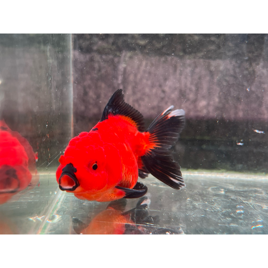 KOKI ORANDA BLACK GOLD