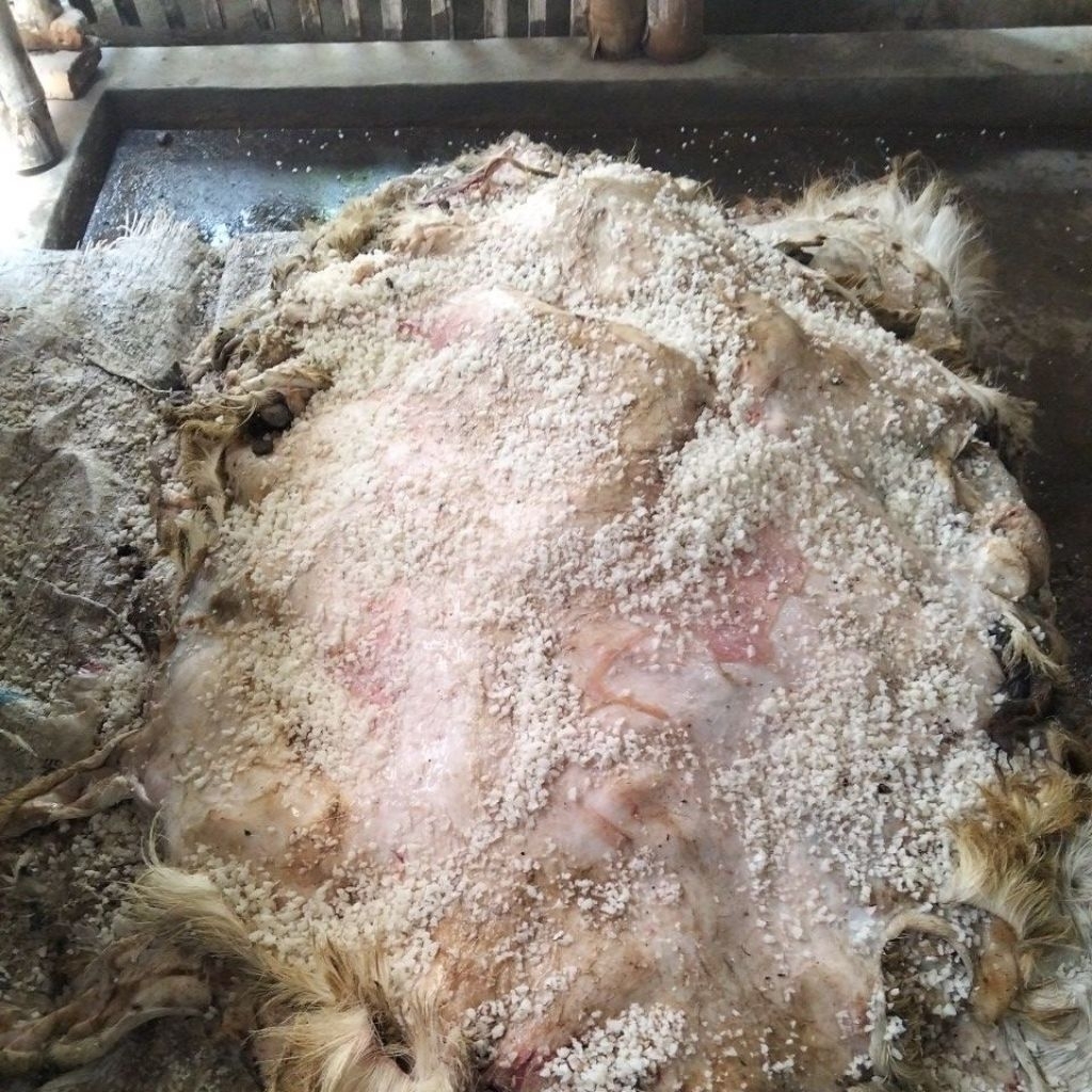 kulit domba/kambing kering