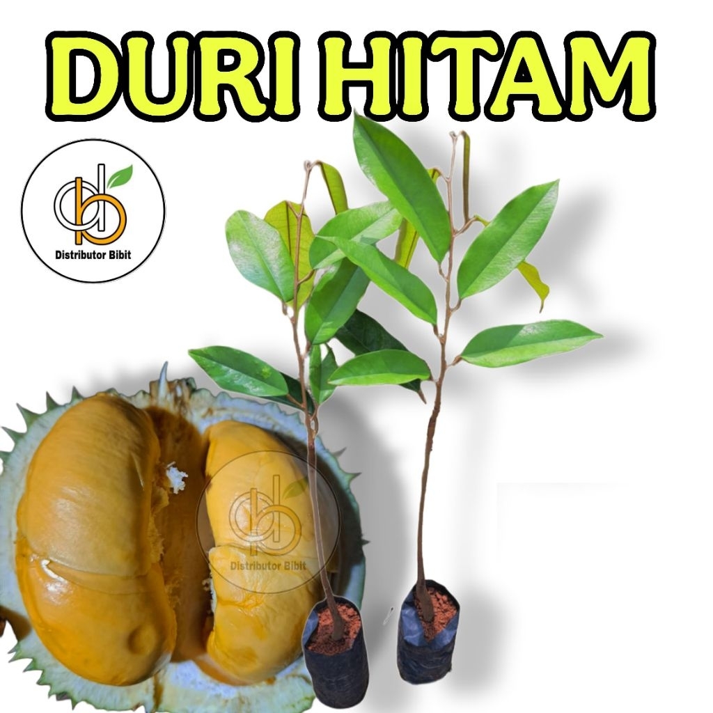 Bibit Durian Duri Hitam Asli