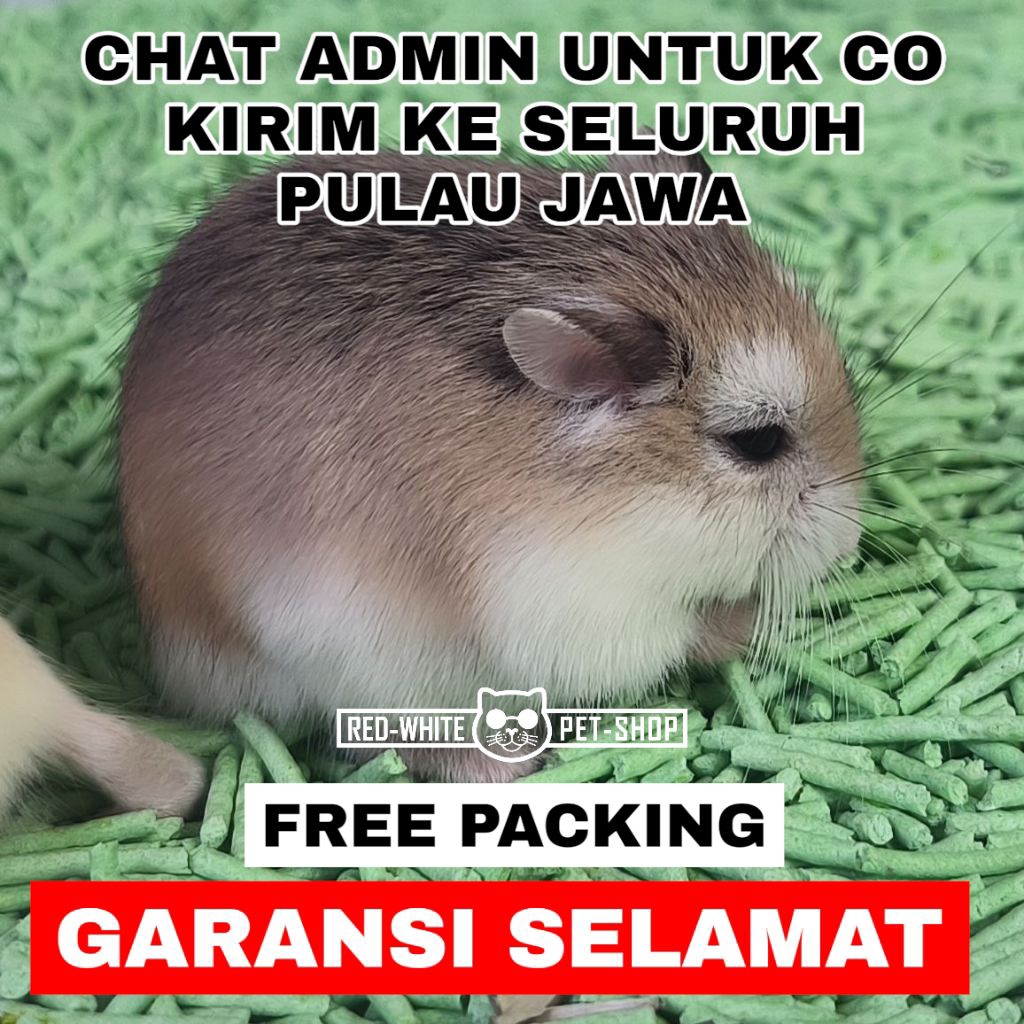 HAMSTER ROBOROVSKI ANAKAN (GARANSI)