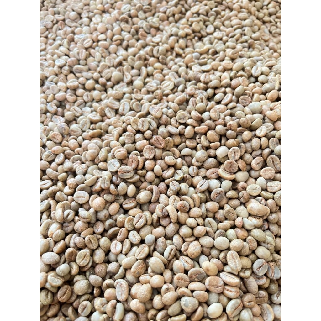 BIJI KOPI ROBUSTA/GREEN BEAN (KOPI MEKARSARI BANTEN) GRADE 1