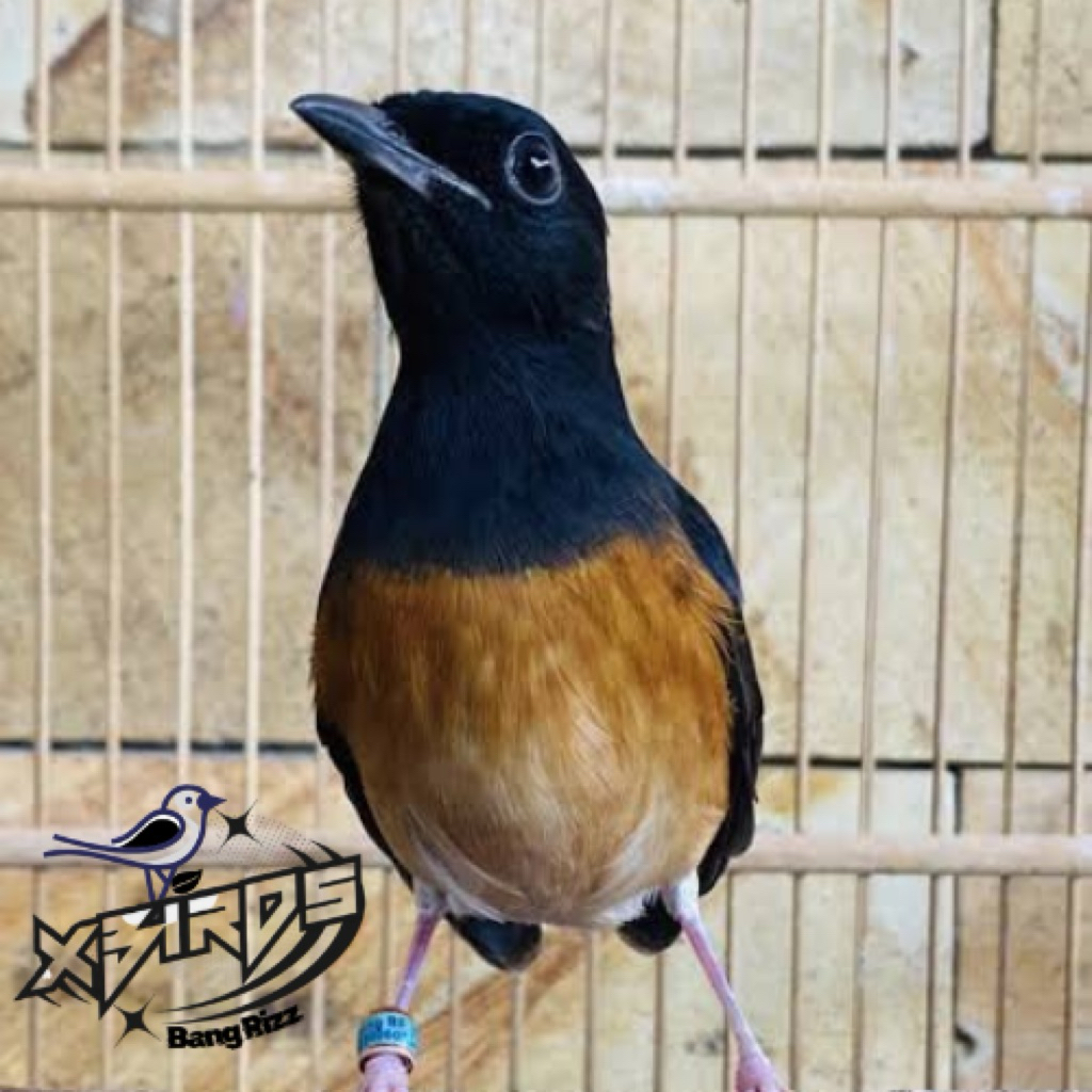 Murai Betina Siapan Trah Prestasi Dan Blorok