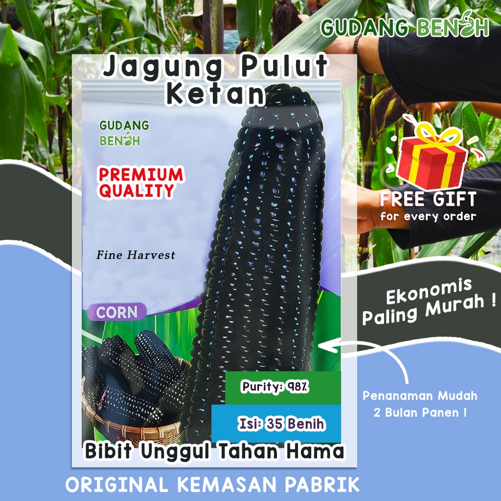 Benih Jagung Ketan Ungu / Bibit Jagung Pulut / Jagung Ketan Hitam Pulen Kemasan Pabrik isi 35 Benih