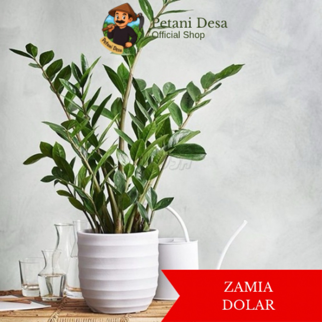 Zamia Dolar Tanaman Hias Indoor Aestetik Tanaman Hias Aseli Hidup Petani Desa
