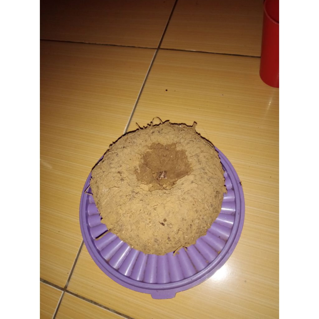 umbi porang produksi.1 kg