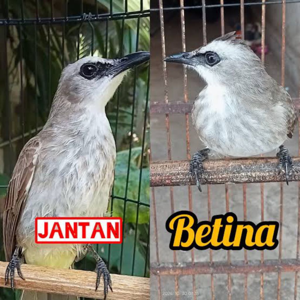 burung trucukan kebo suara lantang