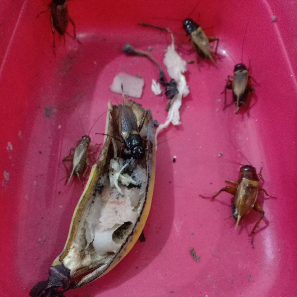 jangkrik Genggong grobogan mas