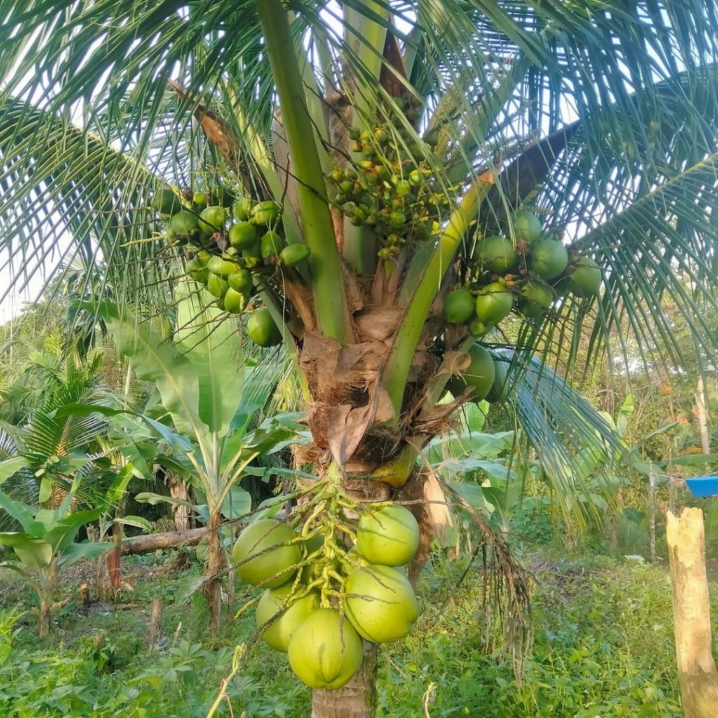 Bibit Kelapa Genjah Hibrida Super