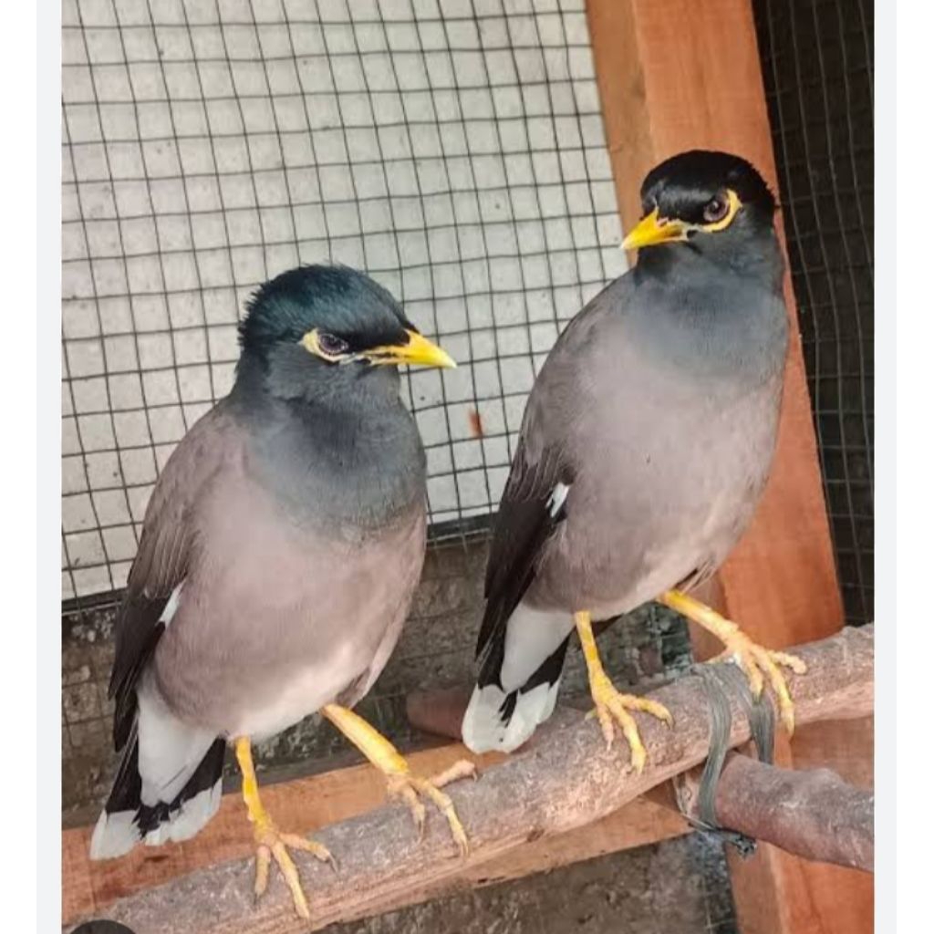 jalak Nias gacoran sepasang/satuan