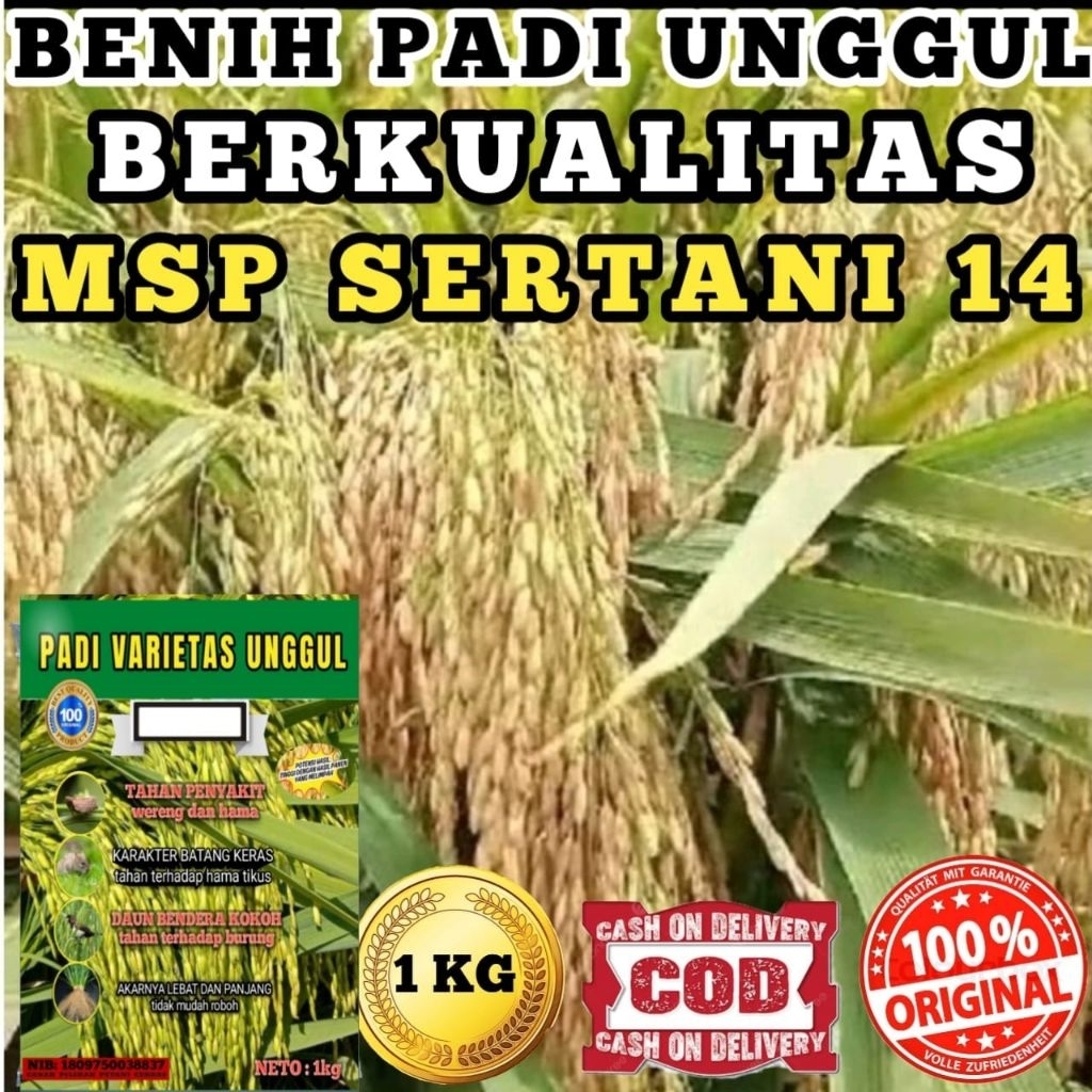 (COD)BENIH PADI UNGGUL MSP SERTANI 14 BENIH PADI  ORIGINAL 1KG