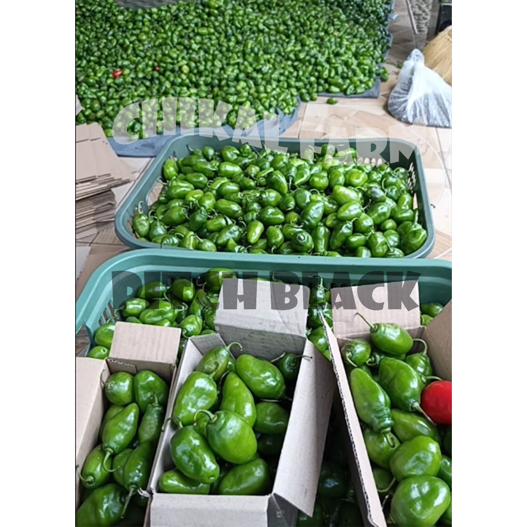 GENDOT CABAI BENDOT PEDAS CABAI GENDOT MURAH