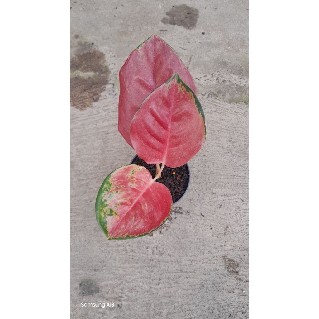 Aglonema KOCIN BROWNIES (Size Remaja)