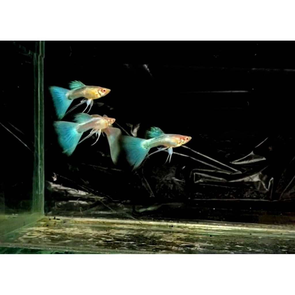 Guppy sky blue ribbon sepasang Top grade
