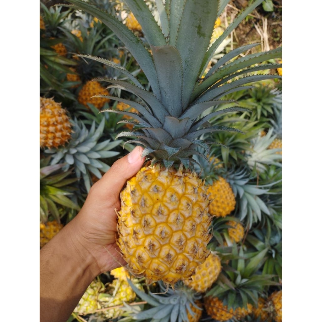 Nanas madu super asli belik pemalang