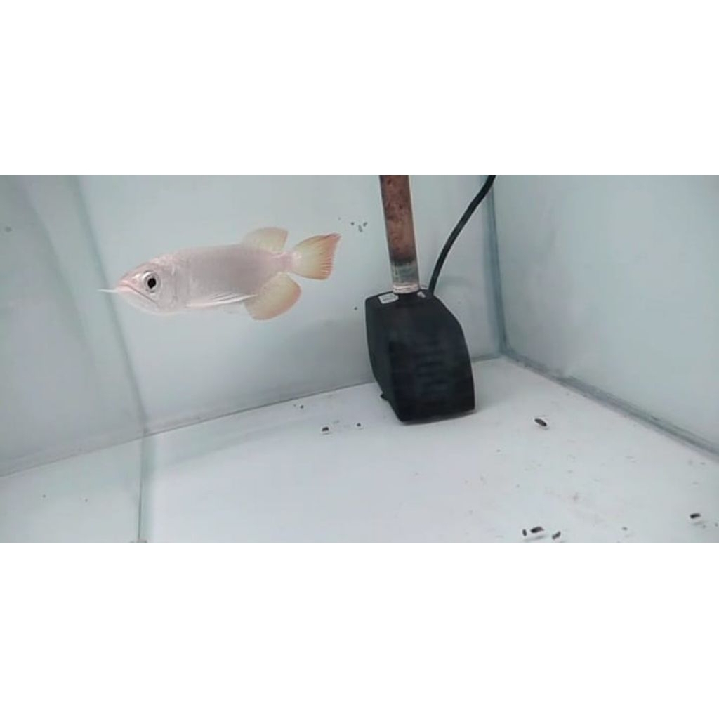 Arowana  BaNJAR M3TAL1K 17-18 CM