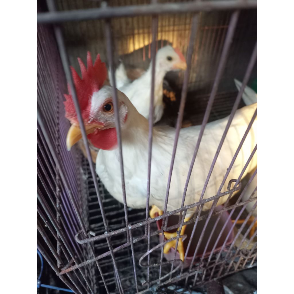 AYAM KATE PUTIH PREMIUM  Ternakan Satu Indukan