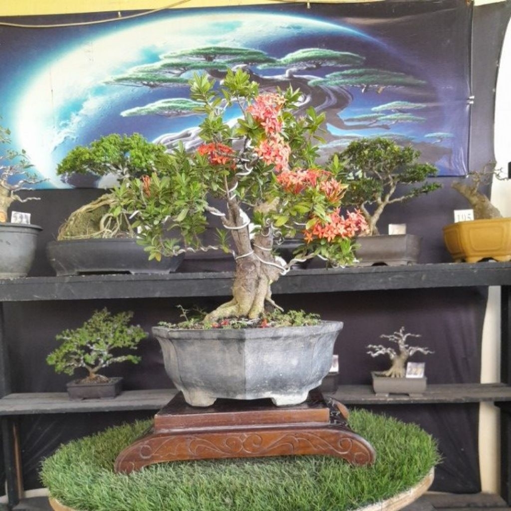 bonsai asoka