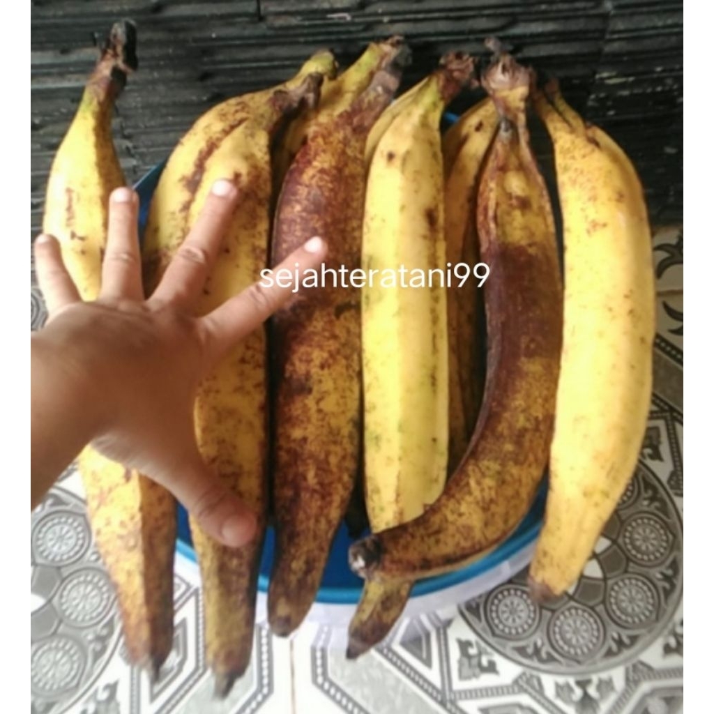pisang tanduk tua mentah 1kg murah